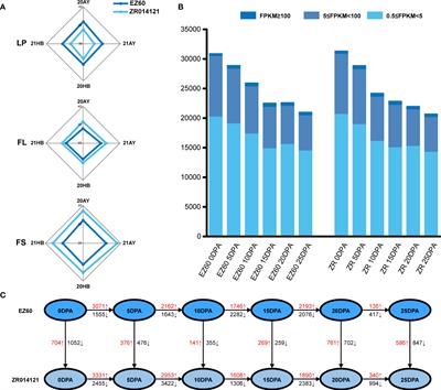 Comparative transcriptional and co-expression network analysis of two upland cotton accessions with extreme phenotypic differences reveals molecular mechanisms of fiber development